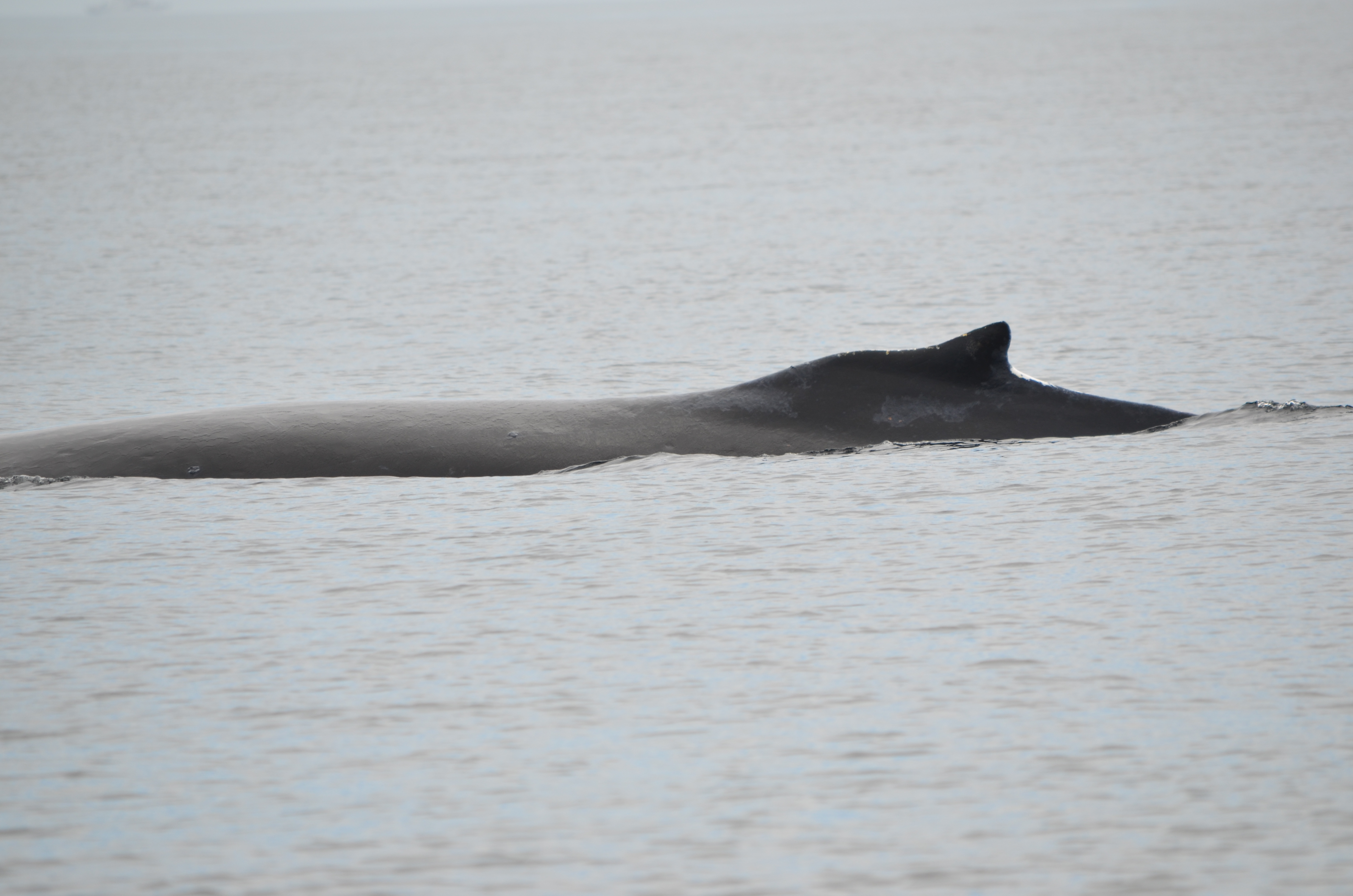 photos/wildlife/Mammal_Species/Humpback Whale/DSC_0058.JPG